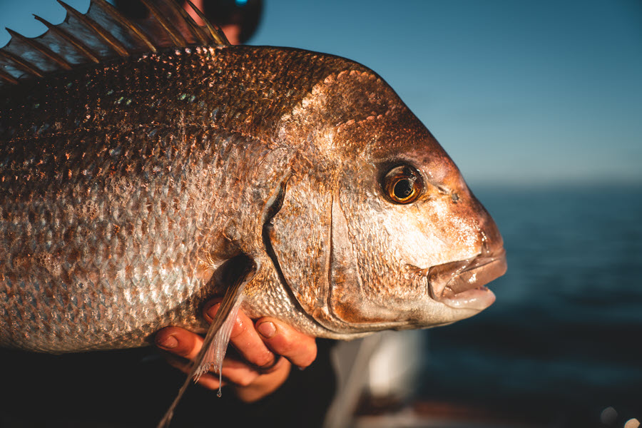 How to catch snapper The Fishing site